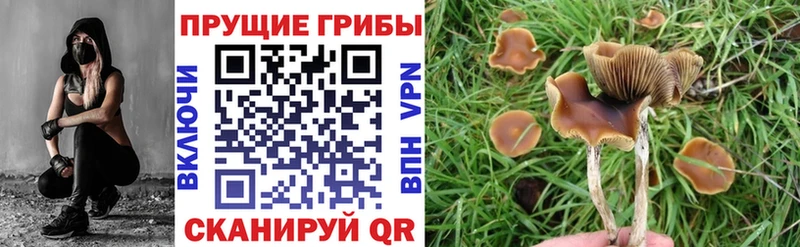 blacksprut как войти  наркотики  Нижний Новгород  Псилоцибиновые грибы GOLDEN TEACHER 